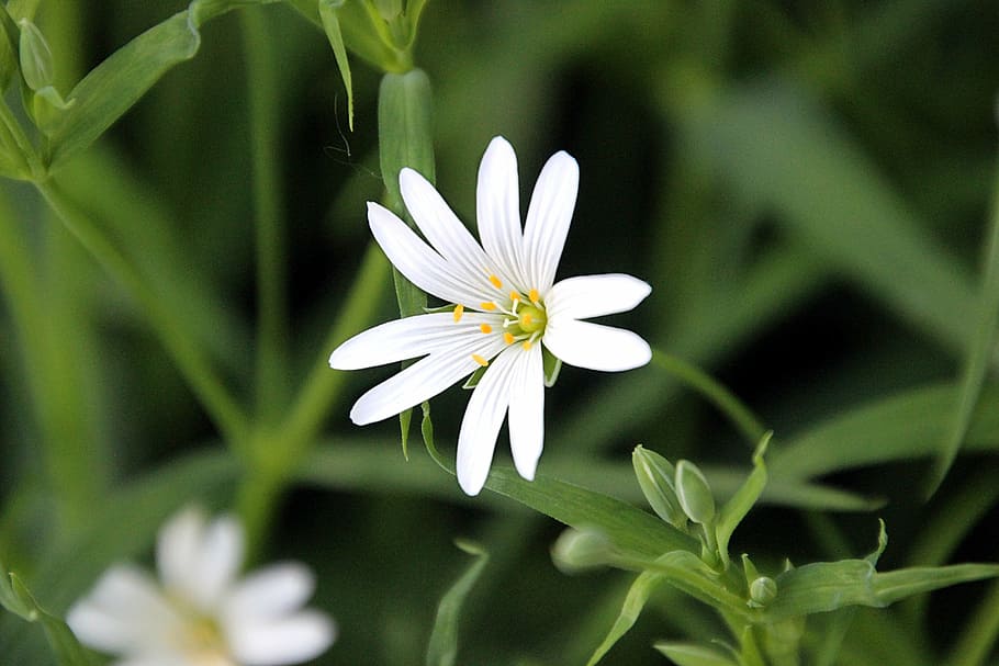 flower, spring, white, bloom, nature, grass, macro, great wall HD wallpaper