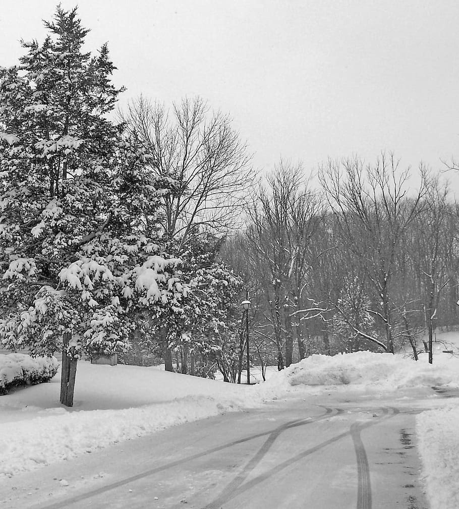 Snow, Trees, Woods, Forest, Christmas, holiday, winter, xmas HD wallpaper