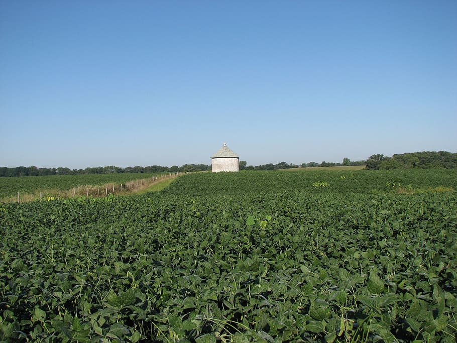 soybean, field, silo, farm, rural, agriculture, crop, farming HD wallpaper