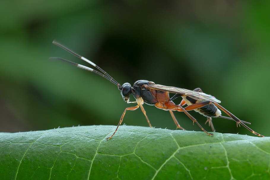 macro, insects, black, nature, animal themes, animal wildlife HD wallpaper
