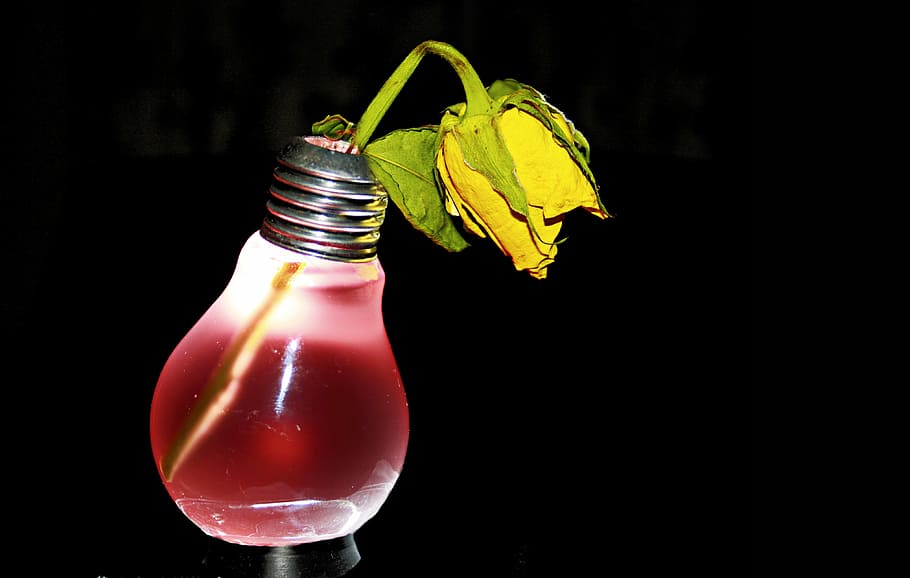 yellow rose in light bulb, electro smoke, withered, pear, black HD wallpaper