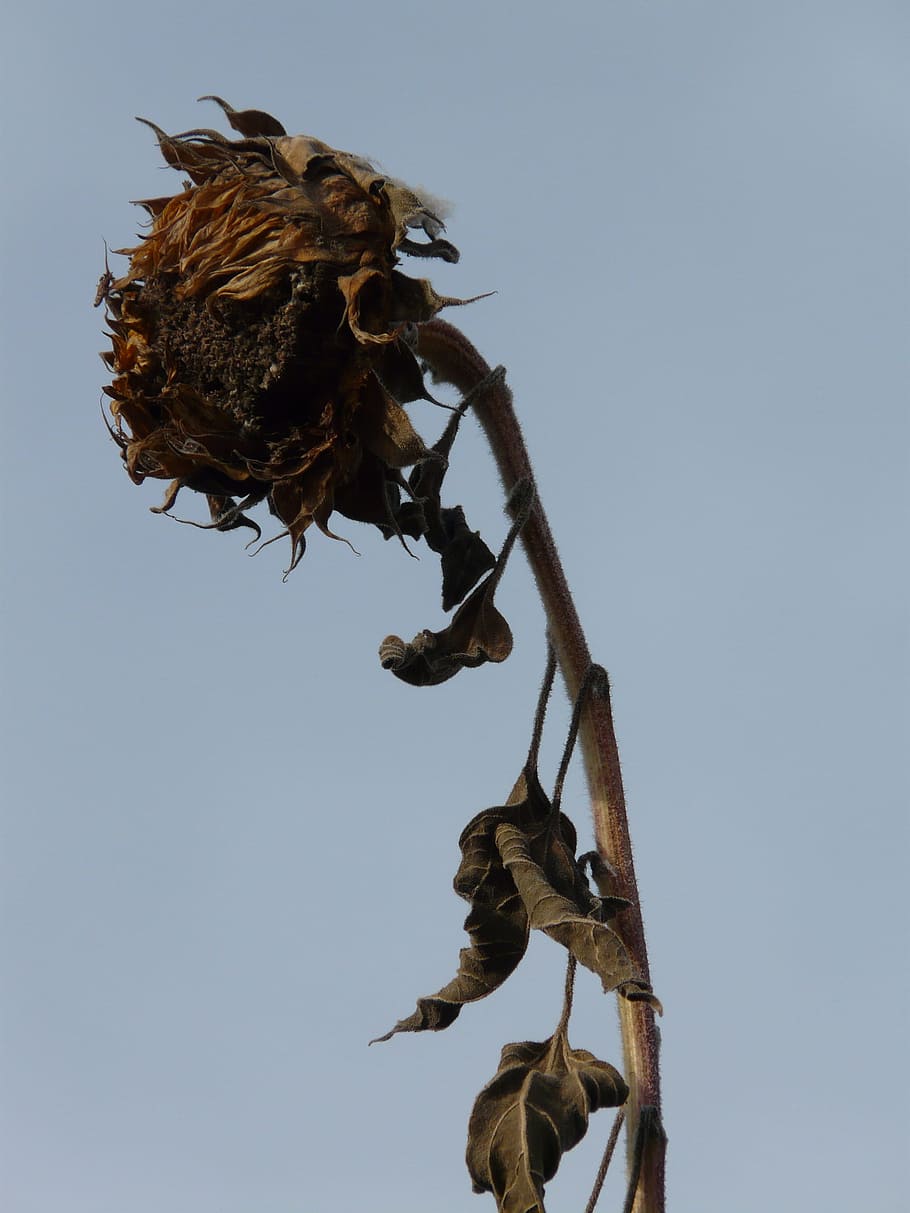 sun flower, dry, stranded tramples over, seeds, blossom, bloom HD wallpaper