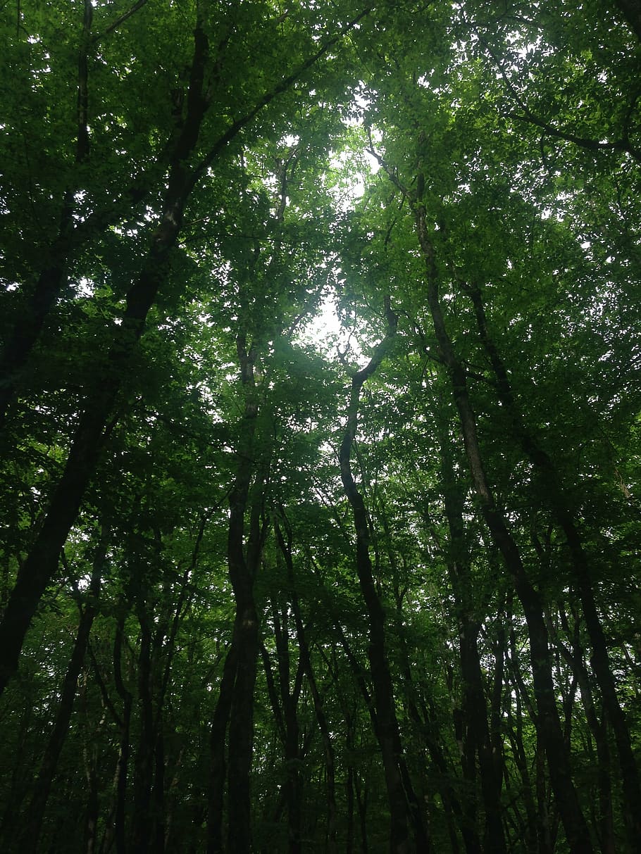 forest, nature, trees, plant, growth, beauty in nature, land HD wallpaper