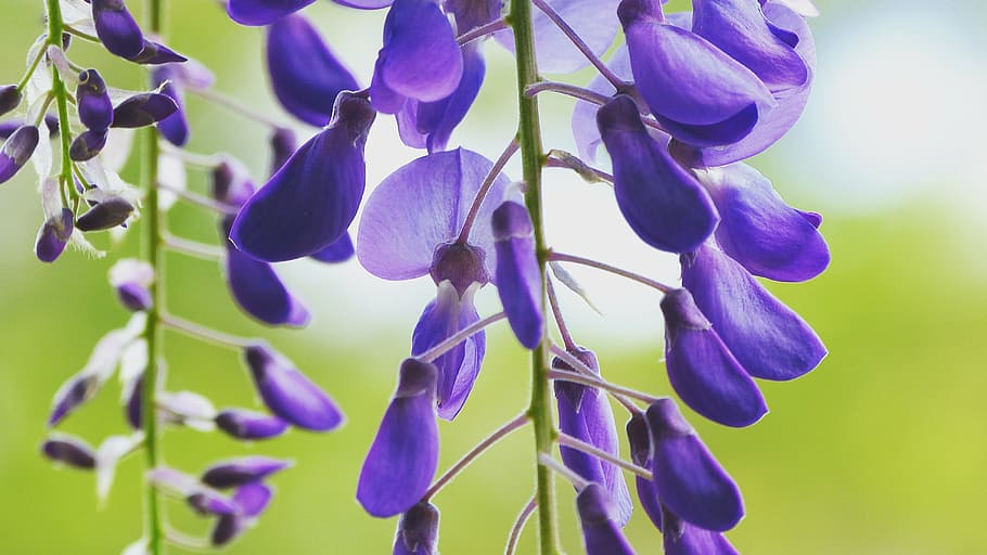 wisteria, flower, bloom, purple, outdoor, nature, garden, spring, HD wallpaper