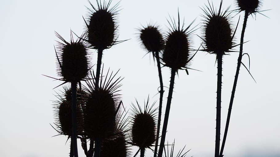 thistle, winter, dry thistle, slovakia, plant, growth, nature HD wallpaper