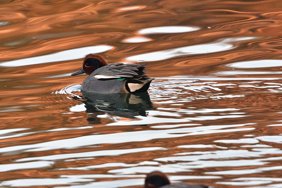 waters, reflection, pond, bird, duck, teal, common loop, animal themes HD wallpaper