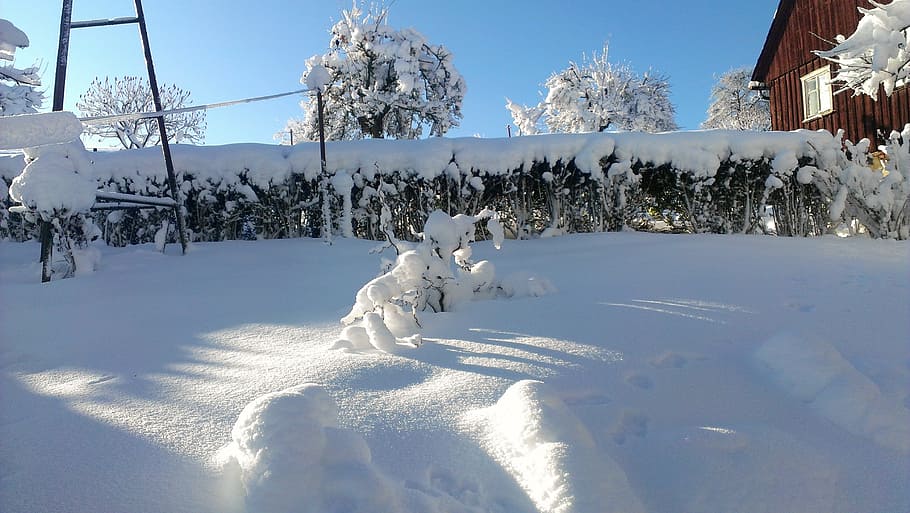 Snow, Landscape, Winter, Hedge, winter 2012, snowy, white, cold temperature HD wallpaper