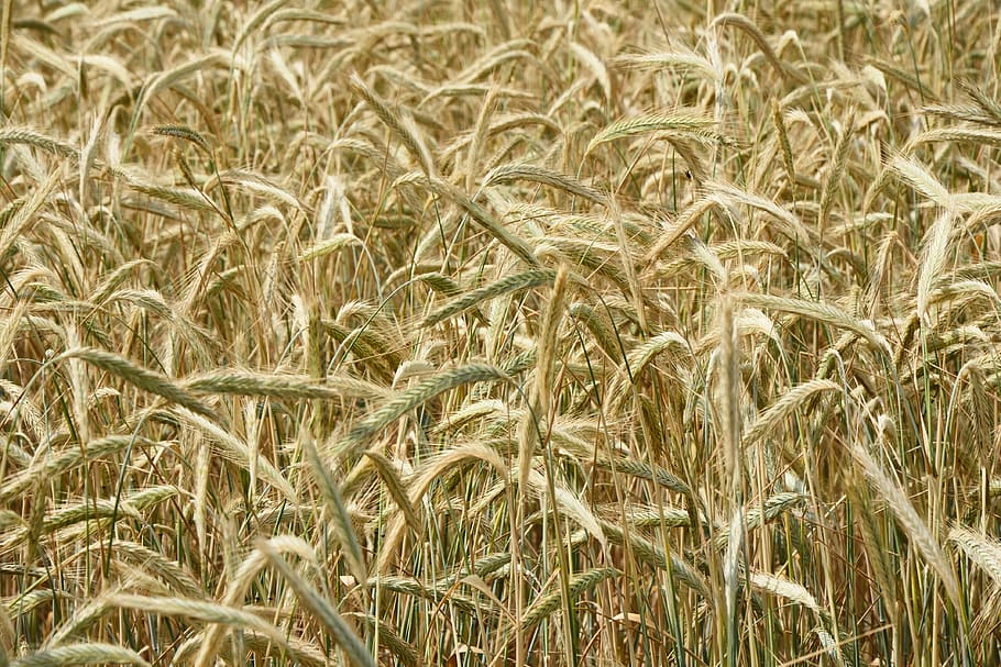 spike, cereals, cornfield, summer, cereal plant, crop, full frame HD wallpaper
