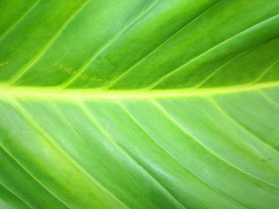green, green leaf, tree, spring, bark, spectacular, plant, by nature HD wallpaper