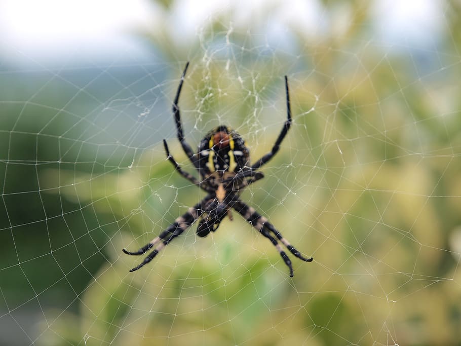 spider, nature, outdoor, spider web, arachnid, animal themes HD wallpaper