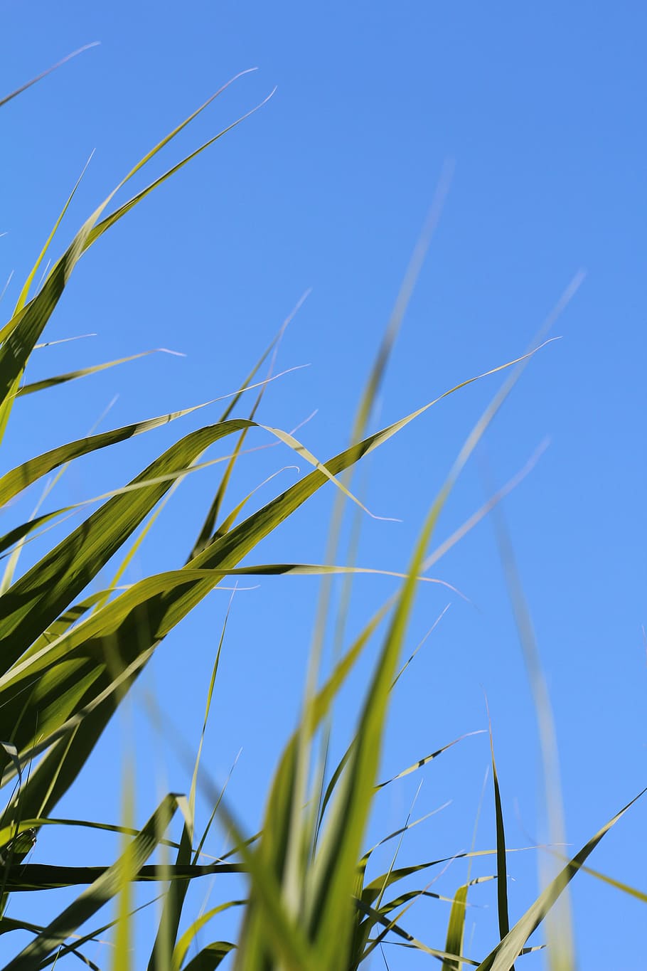 Grass, Leaves, Meadow, Sky, Blue, Nature, green, growth, cereal plant HD wallpaper