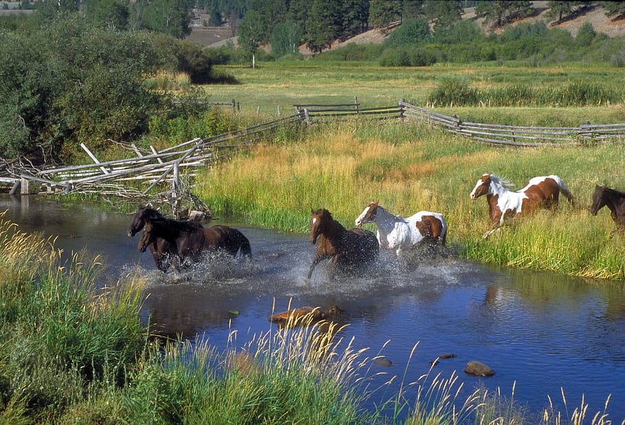 photo of horse running on lake during daytime, horses, ranch