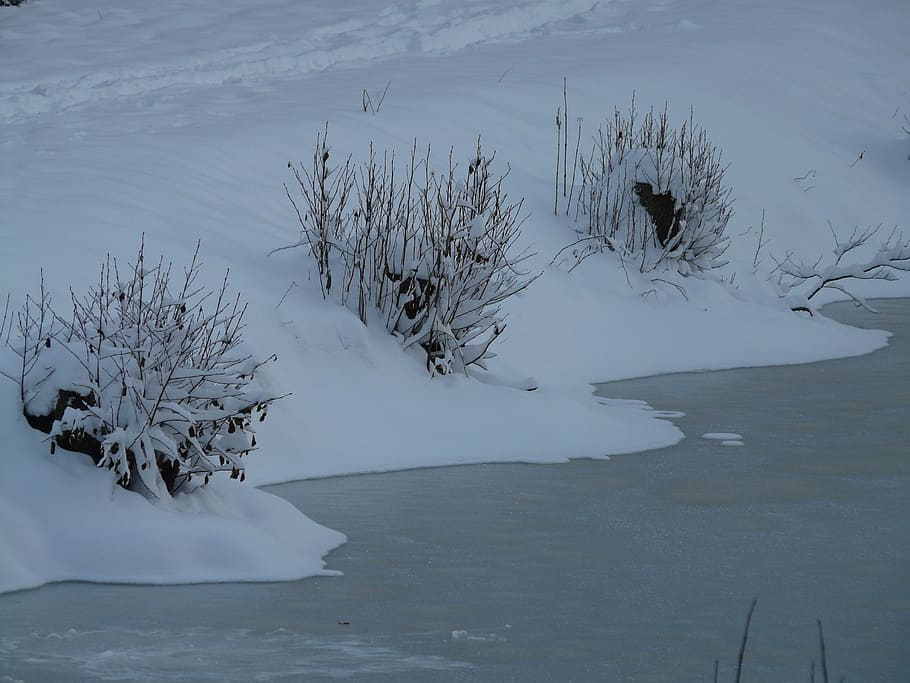 winter, wintry, bush, bushes, snow, cold, ice, icy, snowy, plant HD wallpaper