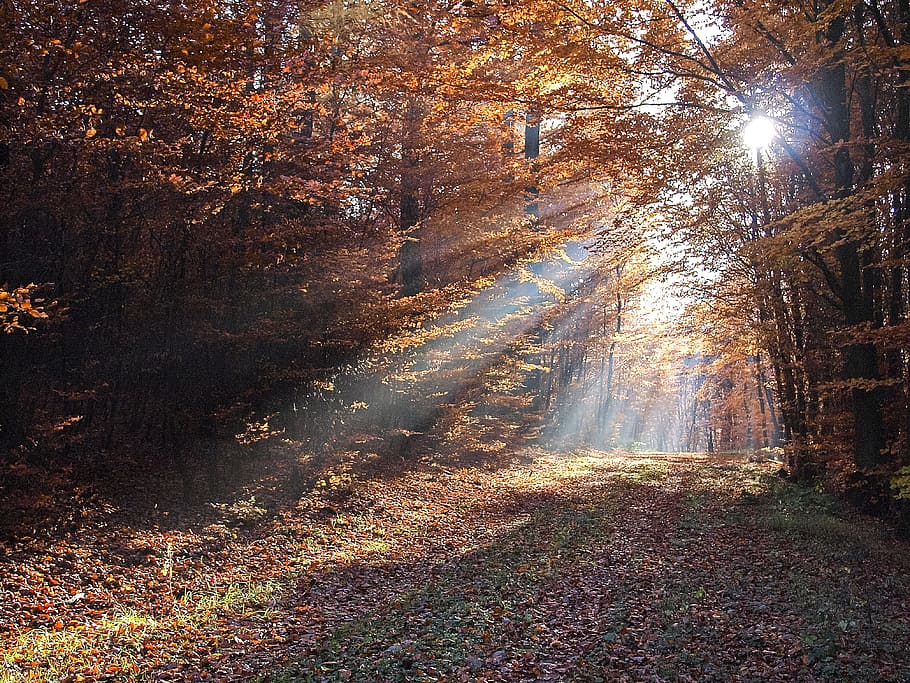forest trees over sunlight, landscape, sunbeam, nature, autumn HD wallpaper
