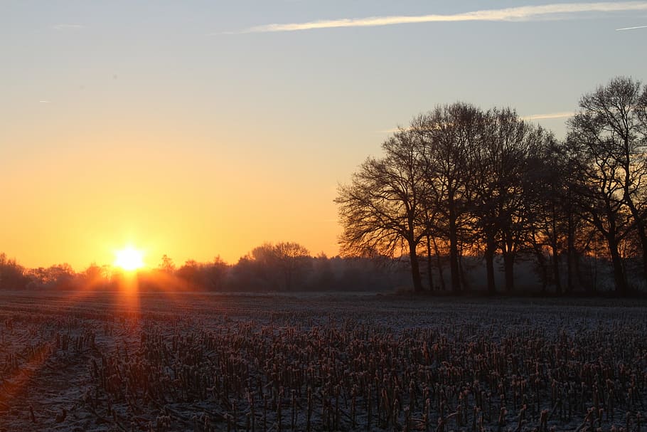 sunrise, winter, tree, landscape, morgenstimmung, skies, sky HD wallpaper