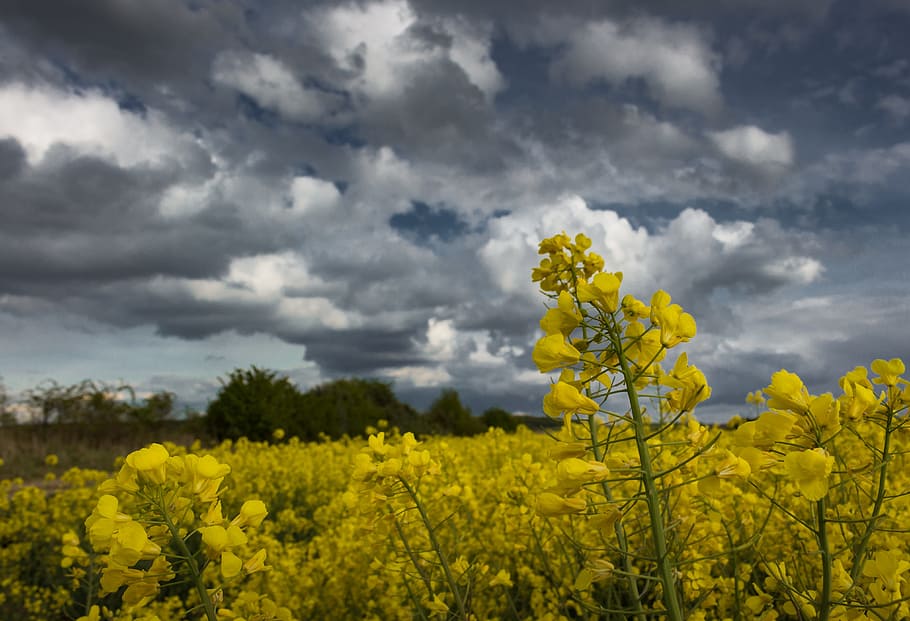 Oilseed Rape, Field, Dramatic, Clouds, dramatic clouds, arable HD wallpaper