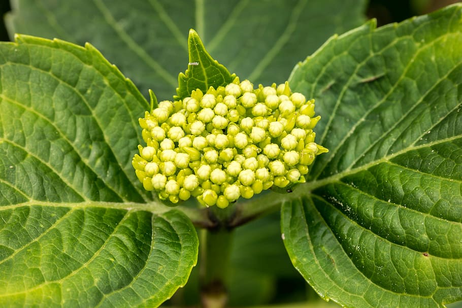 hydrangea, young, blossom, bloom, frisch, green, macro, leaves HD wallpaper