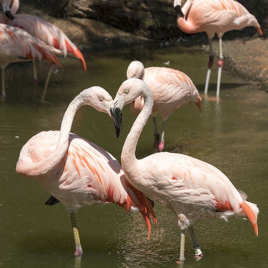 pink flamingos during daytime, shallow focus photography of flamingo in water HD wallpaper