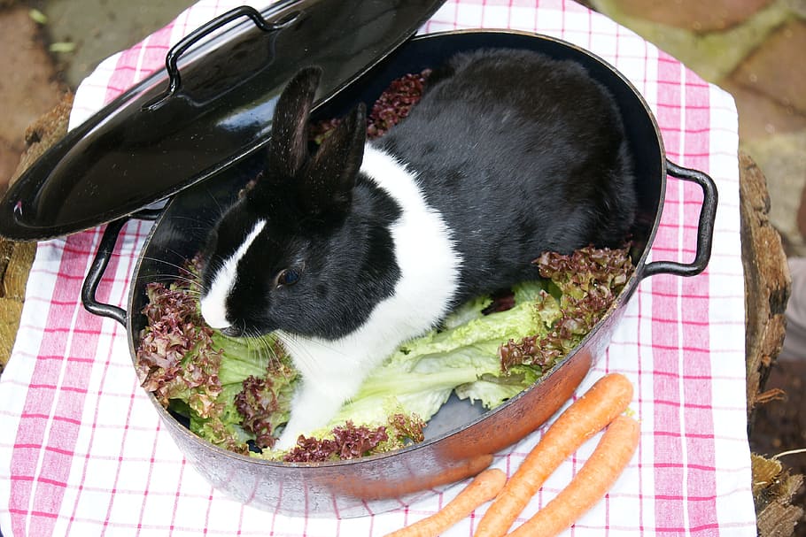 hare, rabbit, black, white, pot, vegetables, pet, pets, domestic HD wallpaper