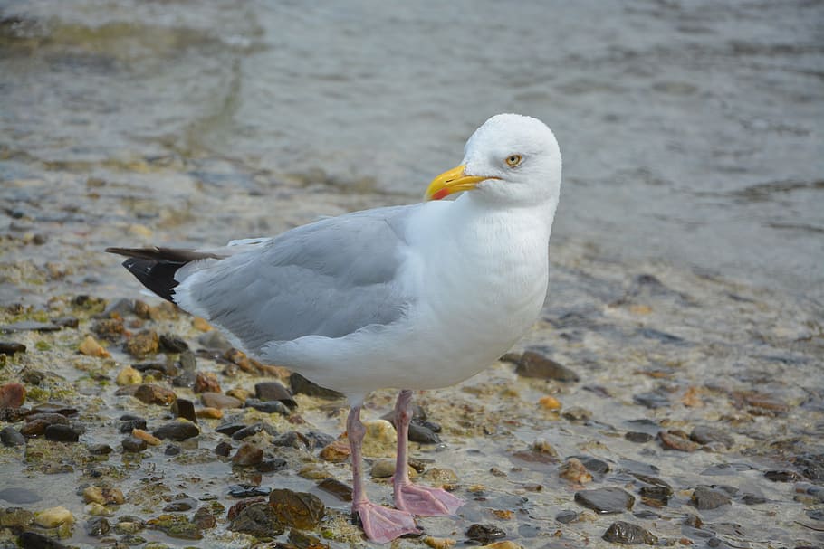 gull, seabird, feathers, nature, ornithology, seagull, the head is turned HD wallpaper