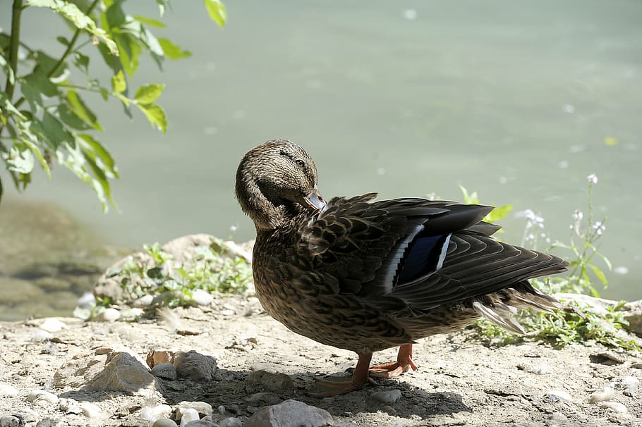 duck, duck bird, nature, animal themes, one animal, water, lake HD wallpaper