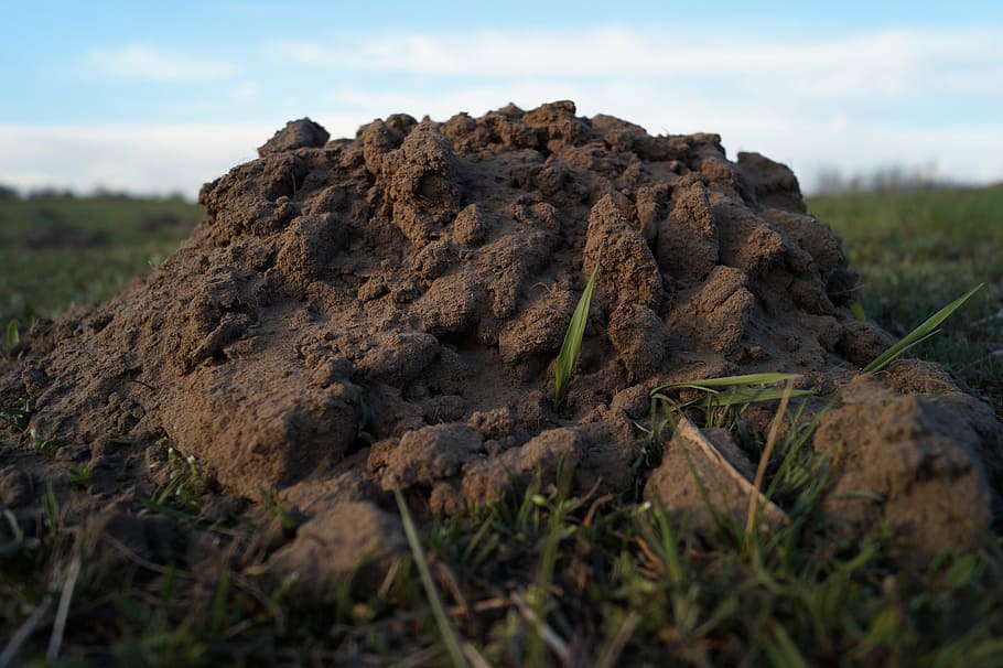 molehill, tiny, animal, mammal, ground, meadow, nature, organic HD wallpaper