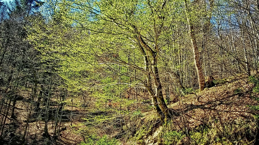 tree, roadside, mountains, spring, tree in april, awakened nature HD wallpaper
