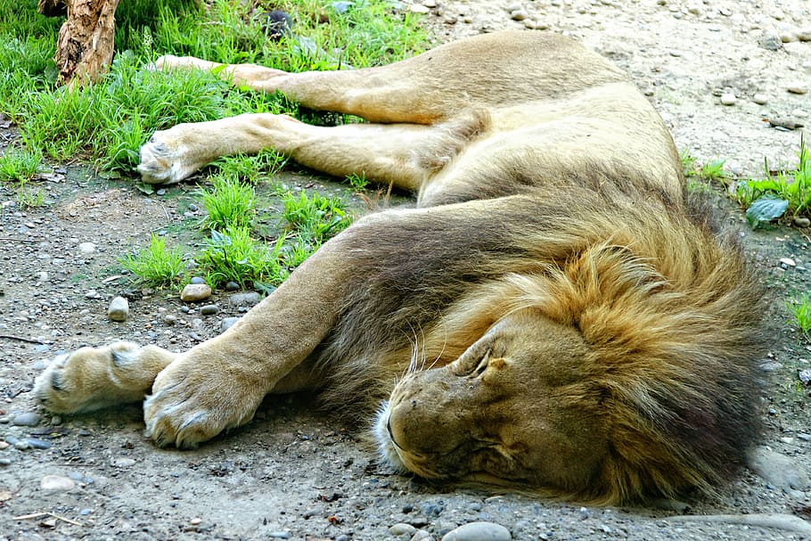 male lion lying on ground, sleepy, sleeping, animal, tired HD wallpaper