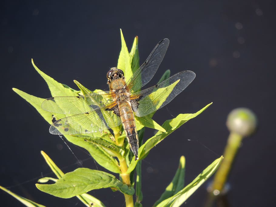 dragonfly, macro, insect, nature, green, predatory insect, water HD wallpaper