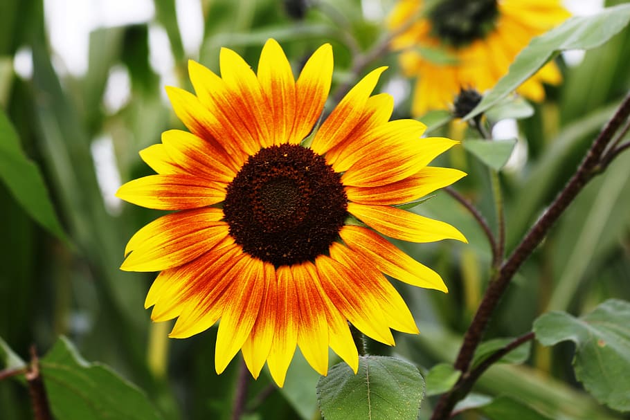 Sunflower during Daytime, beautiful, bloom, blur, close-up, flora HD wallpaper