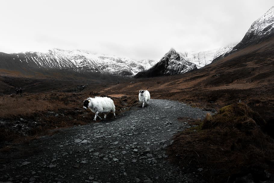 Guardians of the Fairy Pools, two white rams along gray dirt road near brown plain areas HD wallpaper