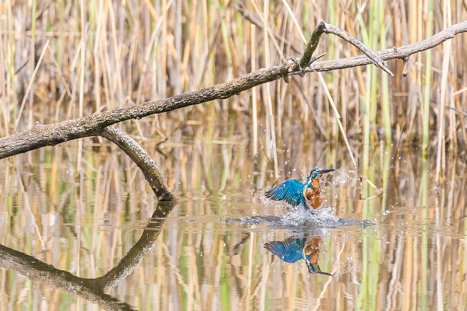 blue and brown kingfisher catching fish during daytime, animal HD wallpaper