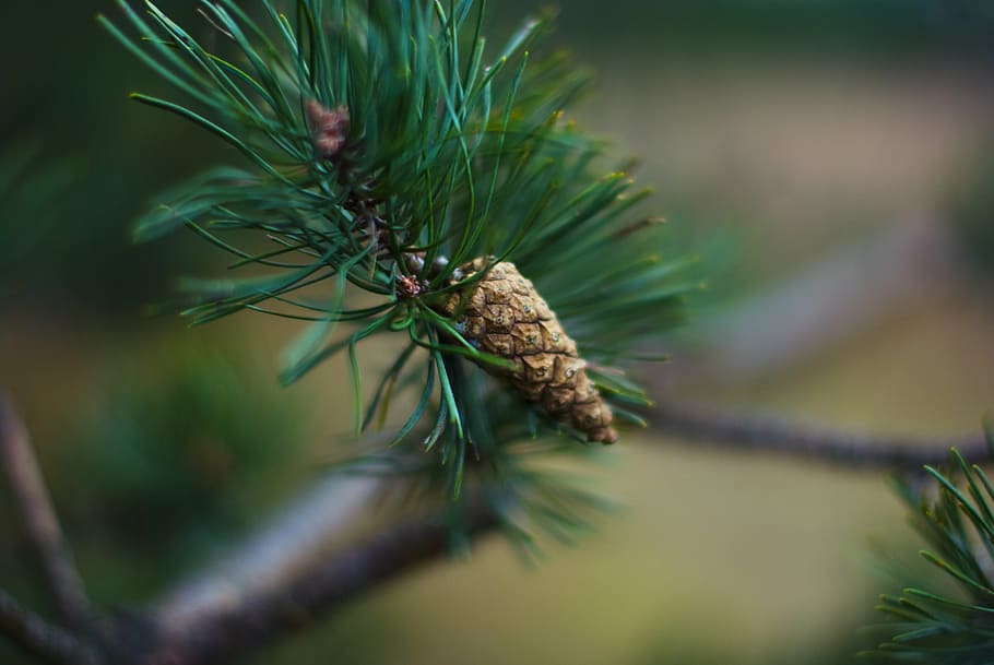 cone, conifer, coniferous, nature, tree, coniferous Tree, needle - Plant Part HD wallpaper