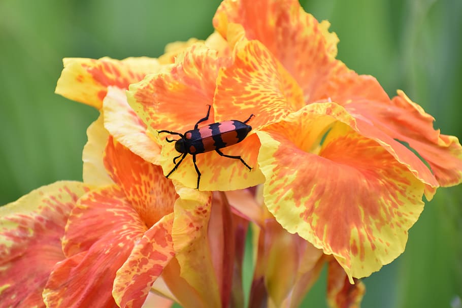 Canna, Beetle, Flower, Bloom, yellow orange, insect, animals in the wild, HD wallpaper