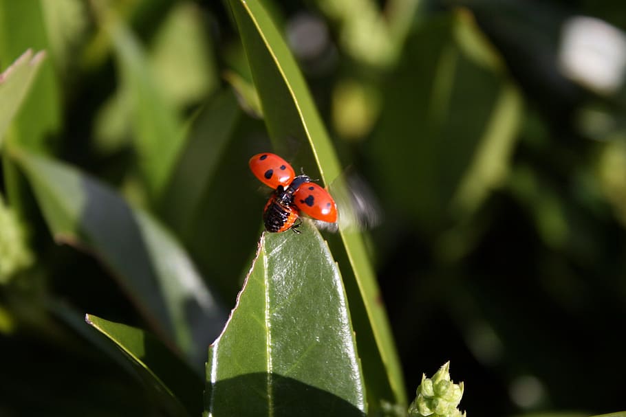 ladybird, insect, nature, ladybug, beetle, macro, garden, invertebrate HD wallpaper