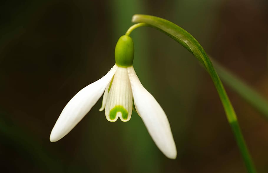 snowdrop, spring, flower, sector, freshness, plant, flowering plant HD wallpaper