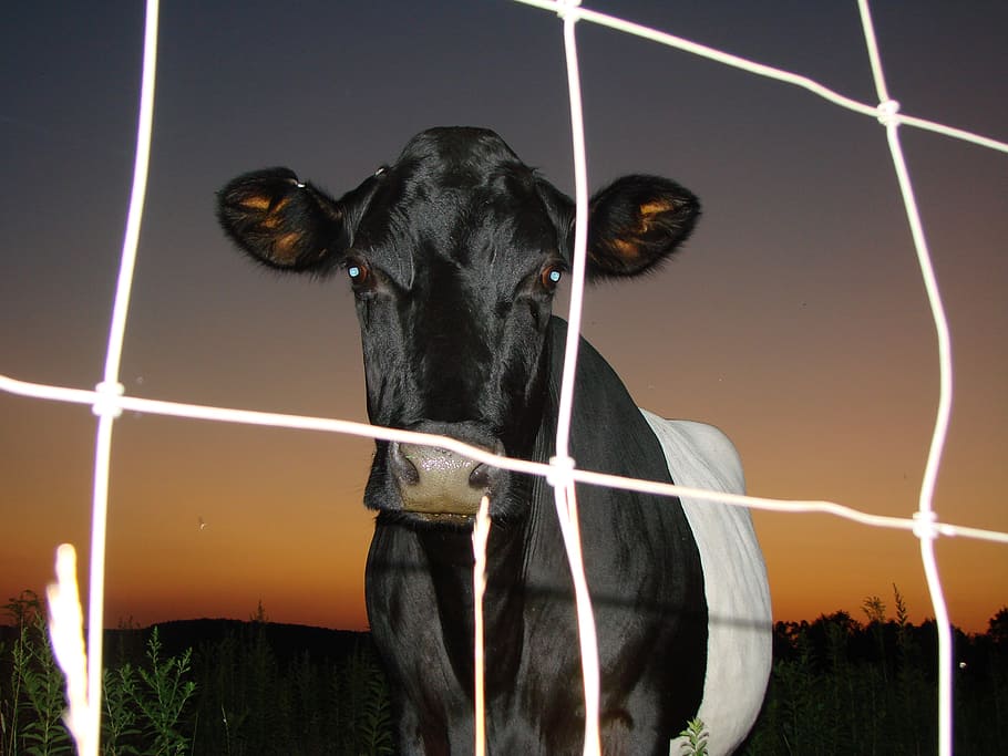 cow, night, twilight, sunset, animal, animal themes, mammal HD wallpaper