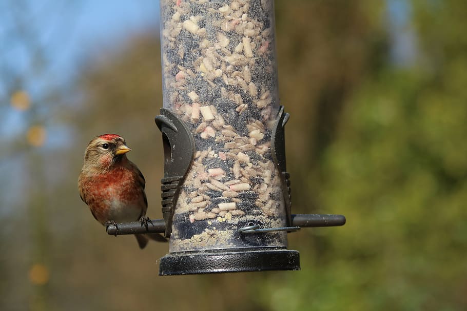 linnet, garden bird, british, uk, red, feeder, birdwatching HD wallpaper