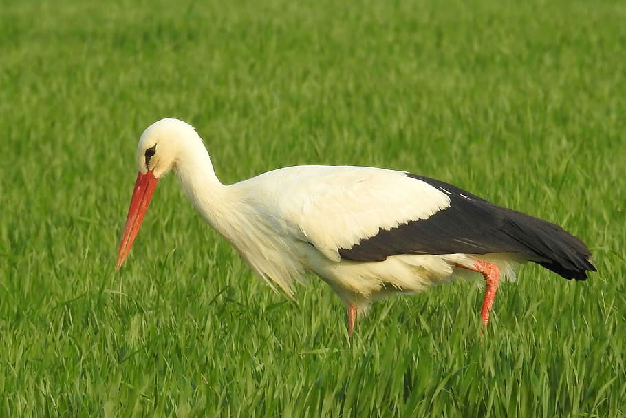Stork, Meadow, Foraging, Nature, Birds, rattle stork, large beak HD wallpaper