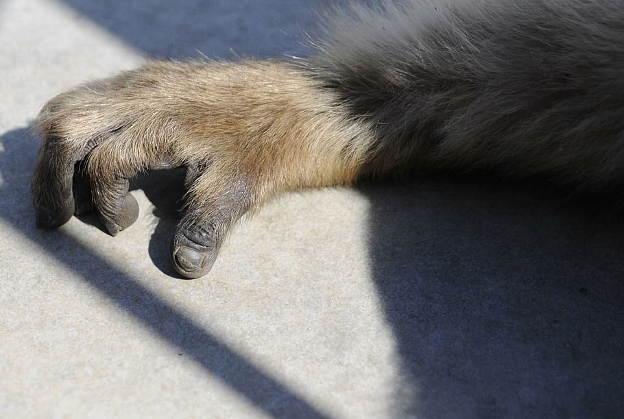 ape, monkey arm, äffchen, animals, mammal, animal themes, one animal HD wallpaper