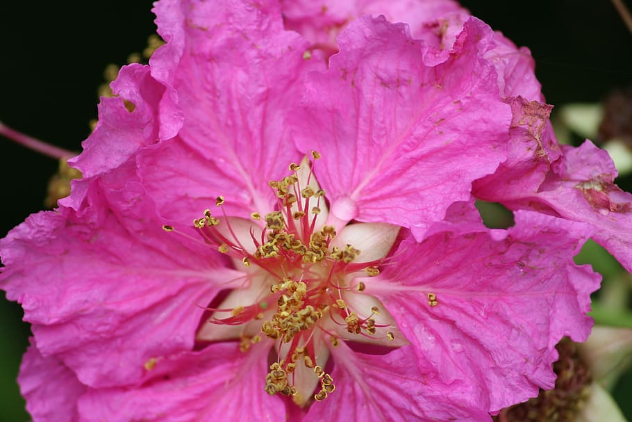 Flower, Pink, Forest, Garden, petal, fragility, pink color HD wallpaper