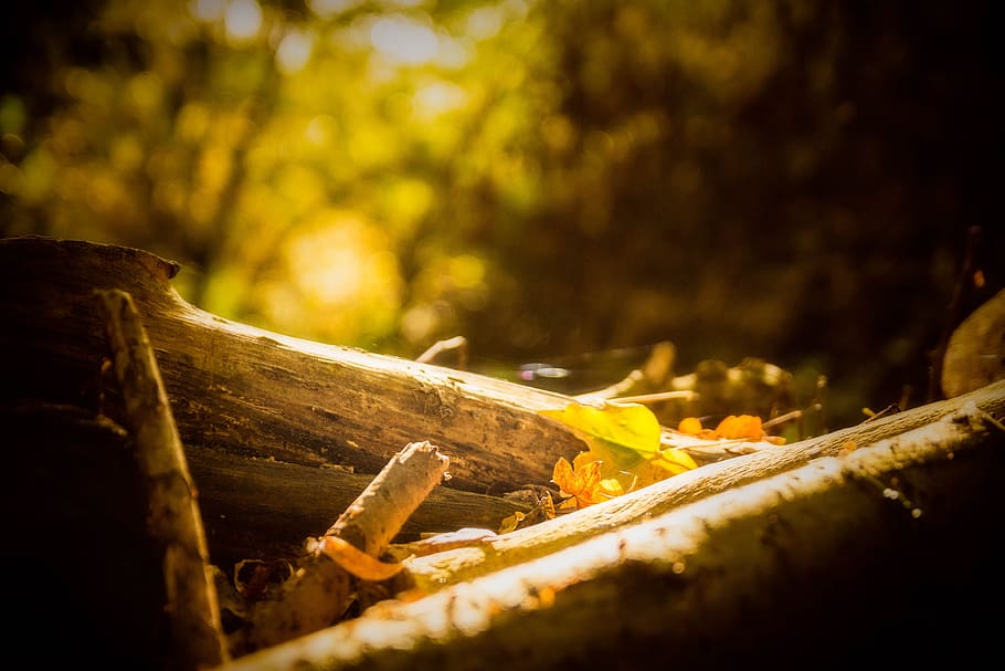 selective focus photo of brown woods, autumn, leaf, leaves HD wallpaper