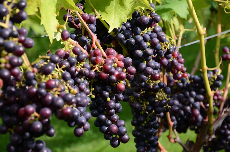 grapes, wine, fruit, fruits, food and drink, healthy eating HD wallpaper