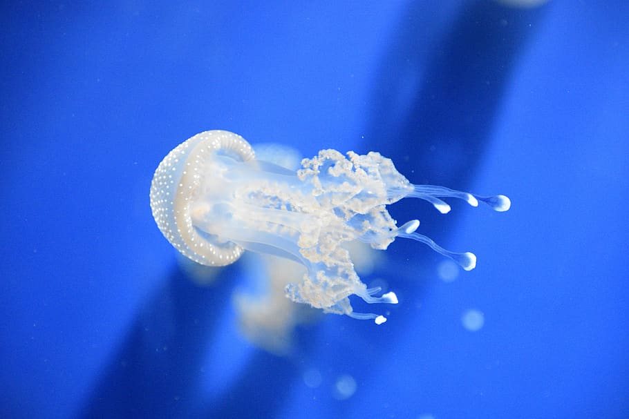 jellyfish, genova's aquarium, beautiful marine species, blue, HD wallpaper