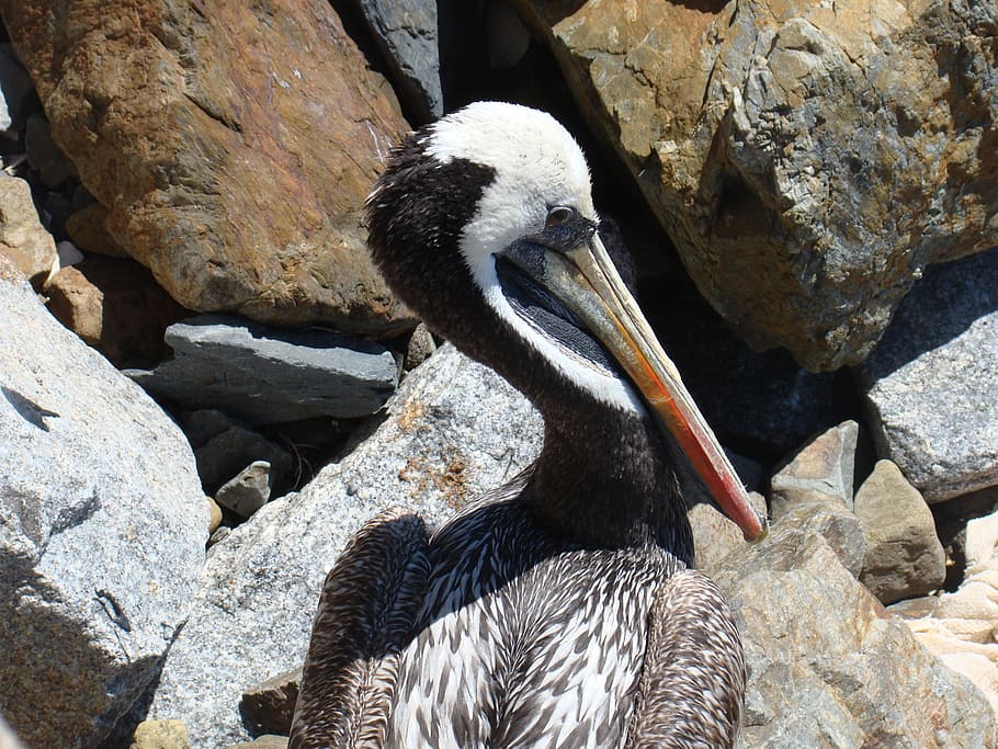 pelican, ave, pen, vertebrate, solid, rock - object, animal themes HD wallpaper
