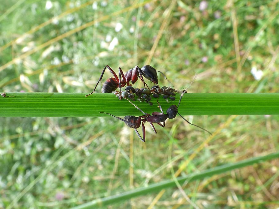 branch, ants, aphid, aphids, order, plague, infested, invertebrate HD wallpaper
