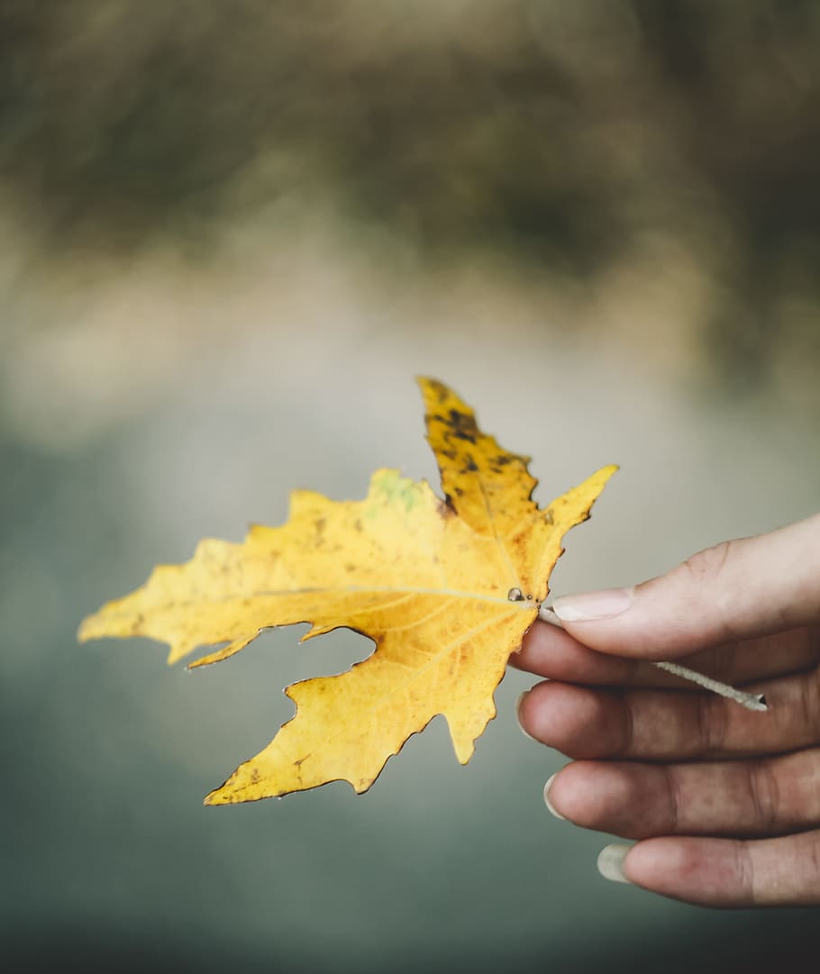 west, leaf, coloring, emotion, beautiful fresh, large leaf HD wallpaper