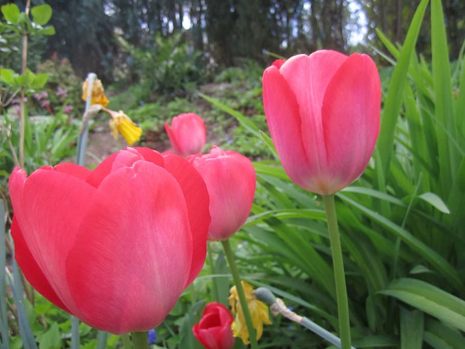 tulip, flower, tulips, spring, flowers, bloom, red, color, plant HD wallpaper