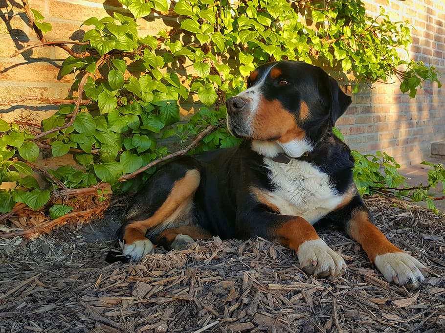 schweizer sennenhund, dog, black, brown, is, lying dog, background, HD wallpaper