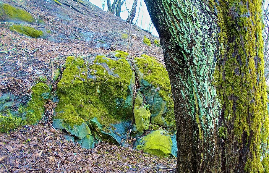 tree, stone, moss, green, spring, nature, forest, plant, tree trunk HD wallpaper